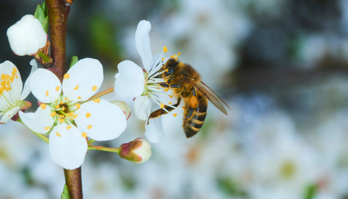 Bees are essential