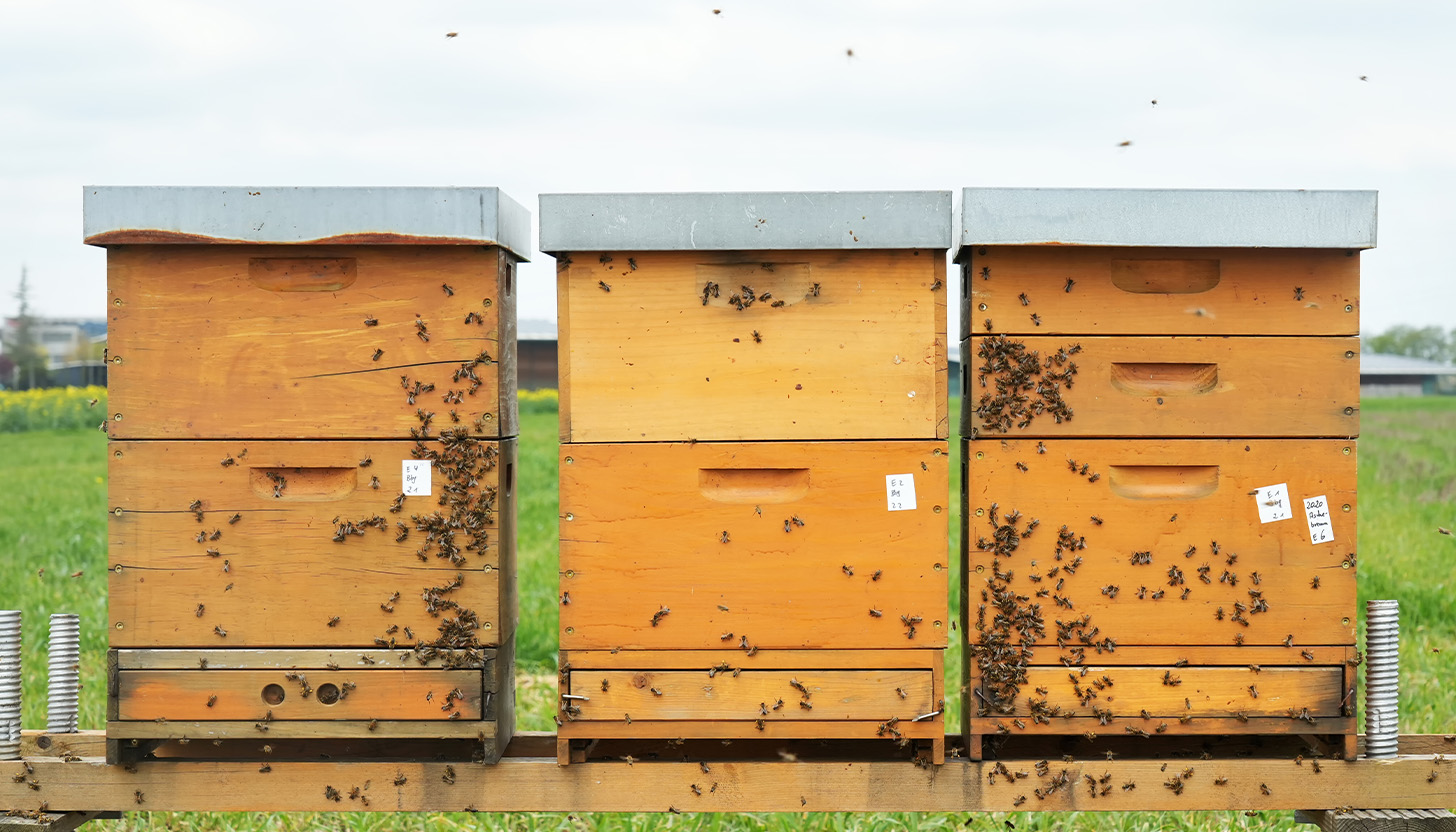 Gift a Hive