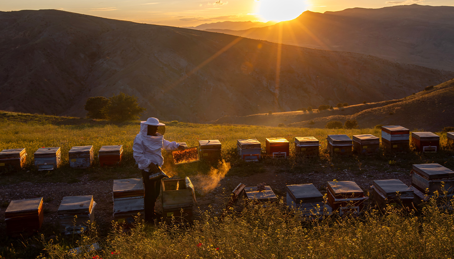 Bee Gardens