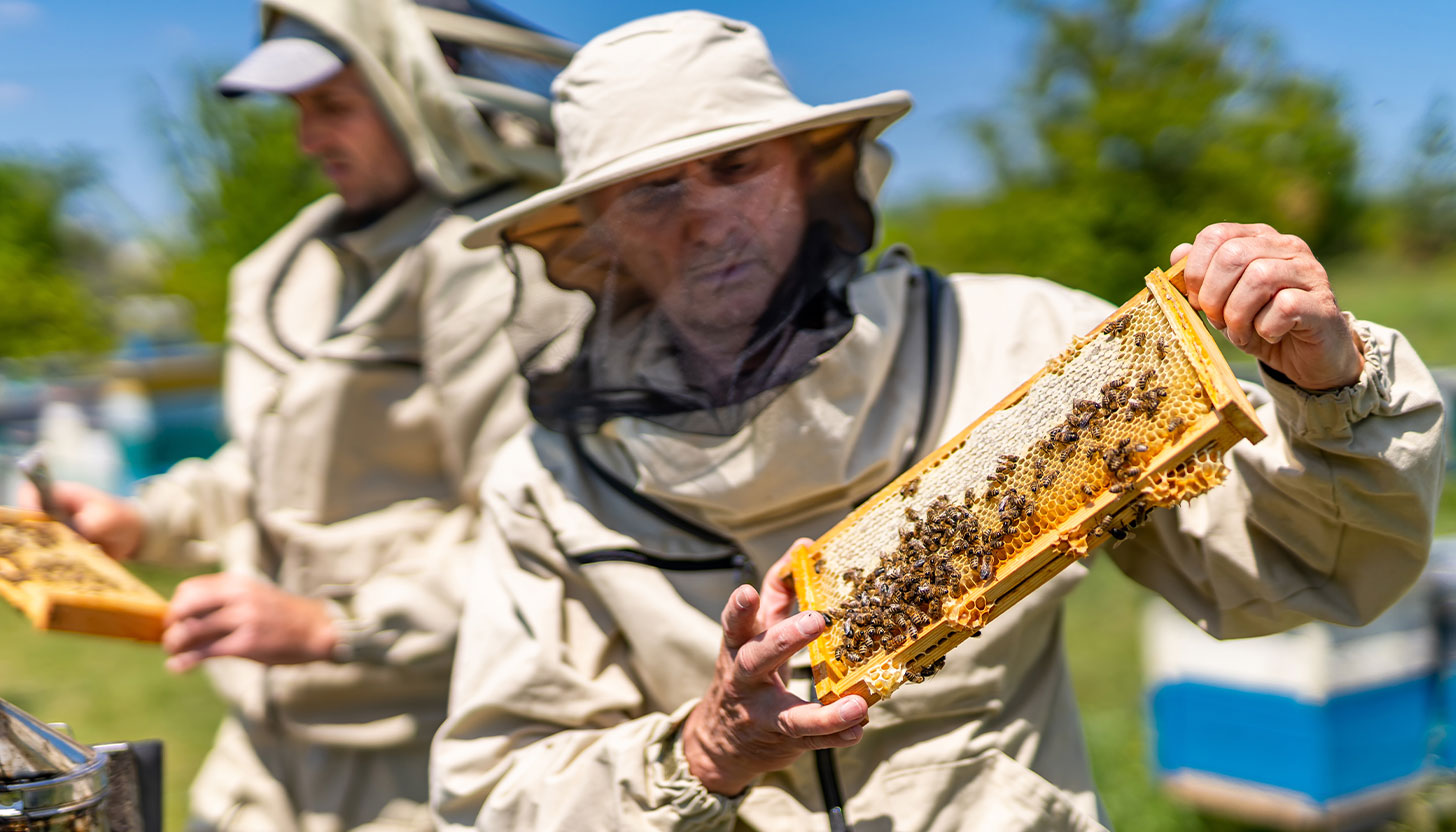 Beekeeping Basics