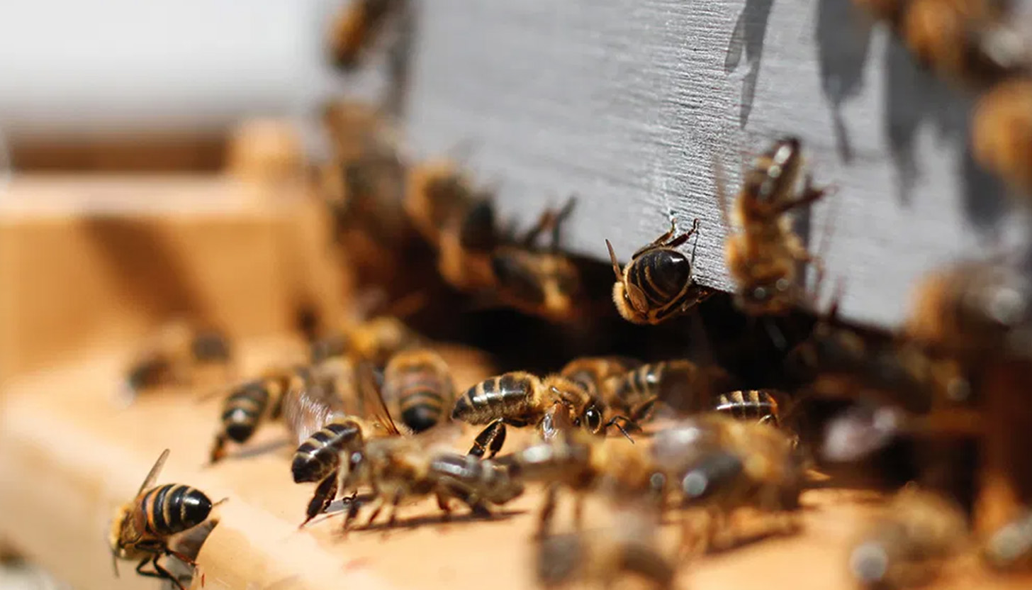 The Story of Bees