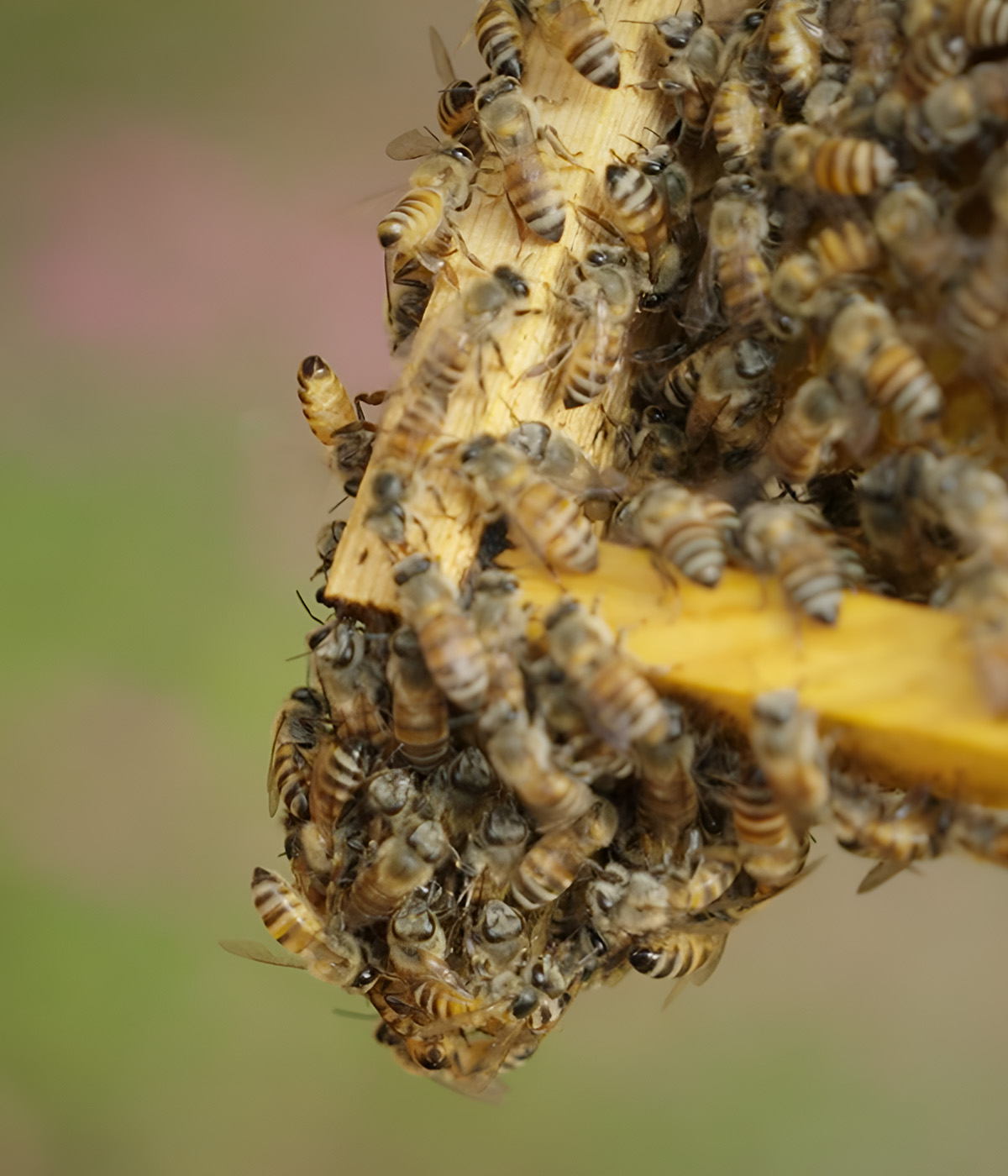Learn the secrets of sustainable beekeeping and the role of bees in nature